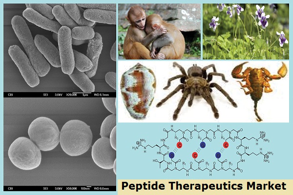 Image for Peptide Therapeutics Market: Huge Growth Opportunities, Trends And Forecast To 2028 with ID of: 4157803