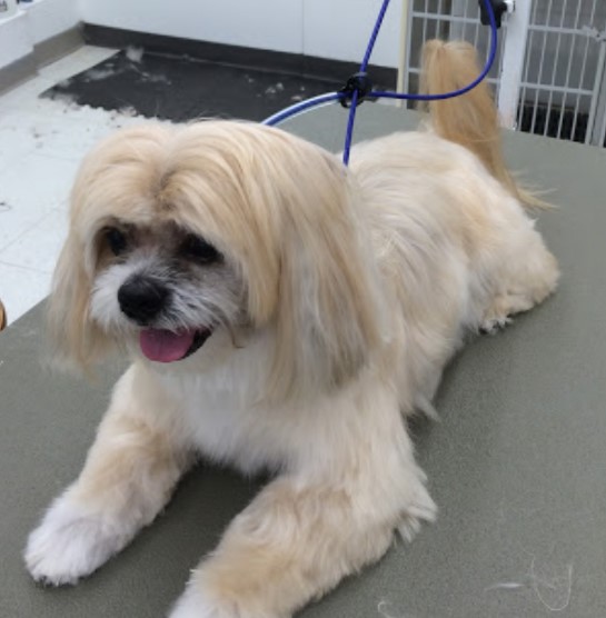 Image for Precious Pets Grooming Salon with ID of: 4164823