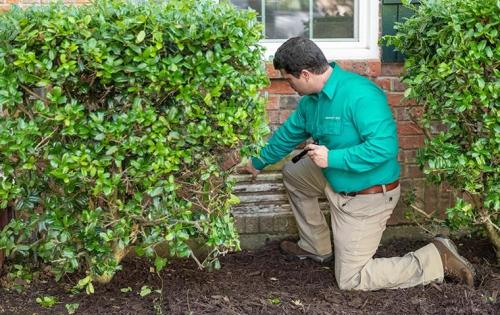 Image for GreenForce Pest Solutions with ID of: 4169312