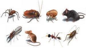 Image for Pest Pros with ID of: 4173871