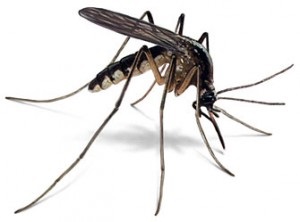 Image for Pest Pros with ID of: 4173873