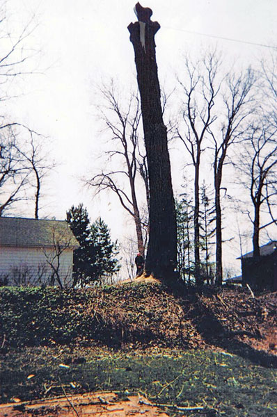 Image for Ricky Tree & Land Co with ID of: 4177090