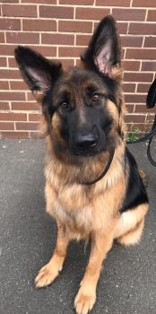 Image for Central Coast: Off Leash K9 Training with ID of: 4179473