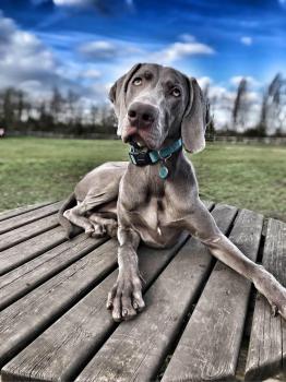 Image for Central Coast: Off Leash K9 Training with ID of: 4179477