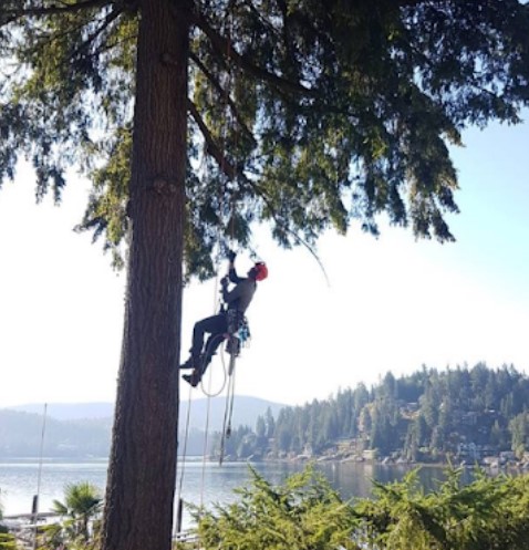 Image for 1, 2 Tree Care with ID of: 4180379
