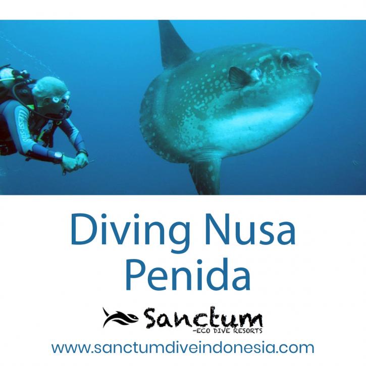 Image for Diving Nusa Penida with ID of: 4190668