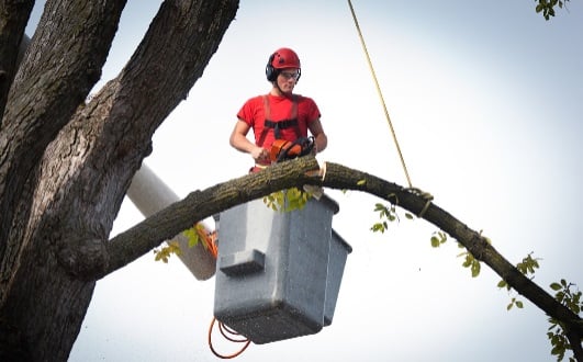 Image for Integrity Tree Care with ID of: 4193323