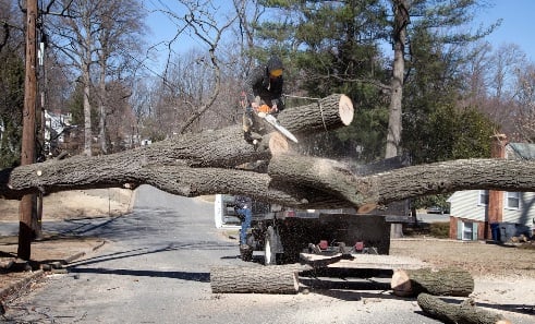 Image for Integrity Tree Care with ID of: 4193325