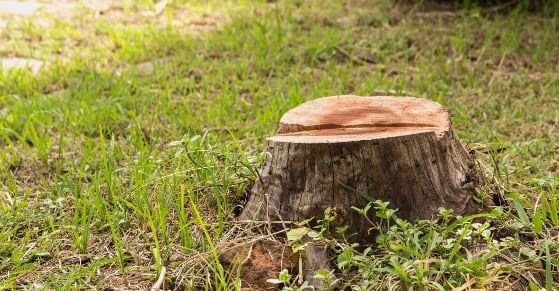 Image for Integrity Tree Care with ID of: 4193326