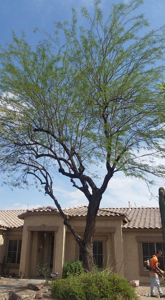 Image for All About Trees with ID of: 4193692