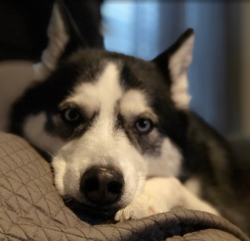 Image for Beyond the Dog, LLC with ID of: 4198020