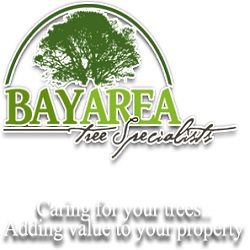Image for Bay Area Tree Specialists with ID of: 4205731
