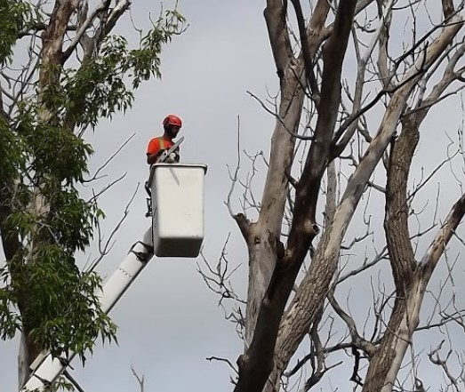 Image for AP Tree Care and Service with ID of: 4214417