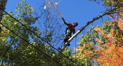Image for Profile Tree Care with ID of: 4215164