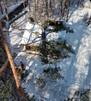 Image for Profile Tree Care with ID of: 4215165