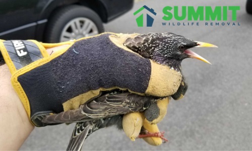 Image for Summit Environmental Solutions with ID of: 4217208