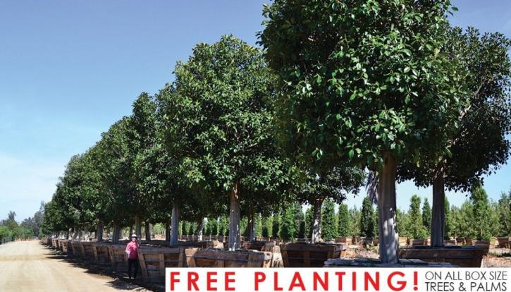 Image for Moon Valley Nurseries with ID of: 4221505