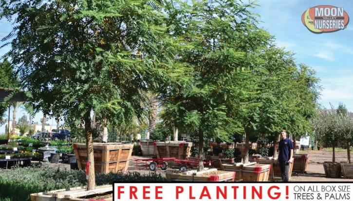 Image for Moon Valley Nurseries with ID of: 4221618