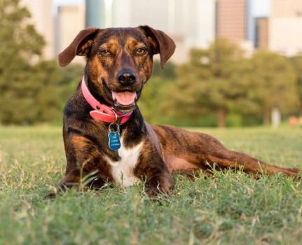 Image for Beyond the Dog, LLC with ID of: 4224829