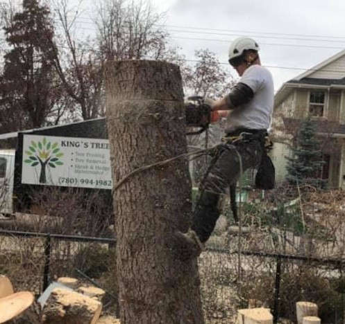 Image for King's Trees with ID of: 4225557