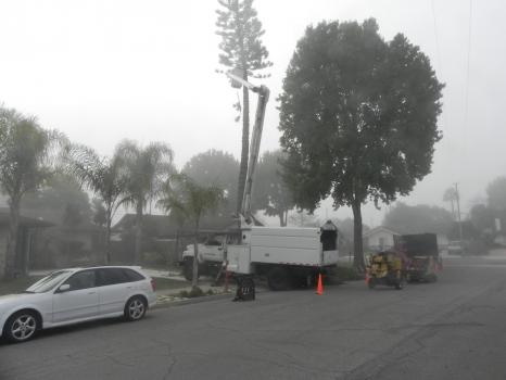 Image for A & J Tree Service with ID of: 4232663