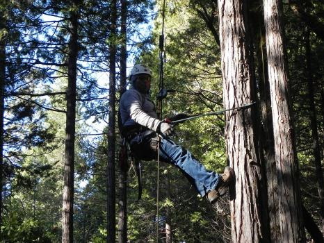 Image for A & J Tree Service with ID of: 4232665