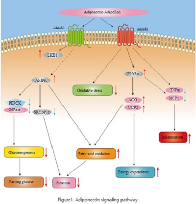 Image for how to increase adiponectin with ID of: 4243560