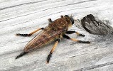 Image for McNeely Pest Control Charlotte with ID of: 4251131