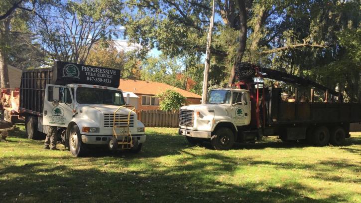 Image for Progressive Tree Service with ID of: 4255577
