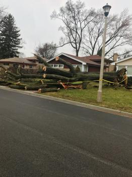 Image for Progressive Tree Service with ID of: 4255581