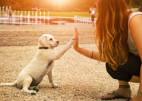 Image for Dog In Black with ID of: 4256752