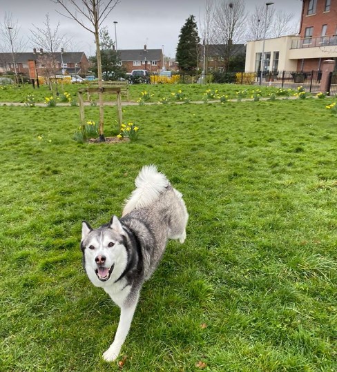 Image for Dogs Unleashed with ID of: 4263918