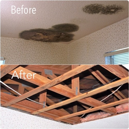 Image for Mold Trust, Inc with ID of: 4267441