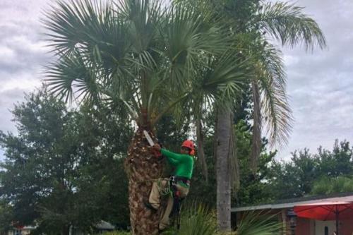 Image for Leo Garden Care with ID of: 4267596