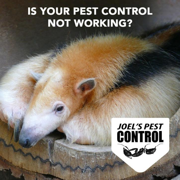 Image for Joel's Pest Control with ID of: 4276776