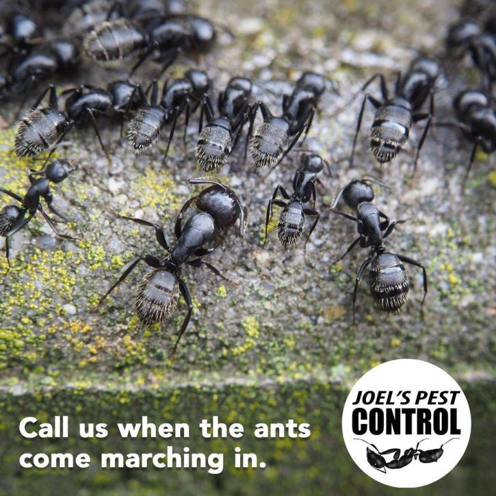 Image for Joel's Pest Control with ID of: 4276778