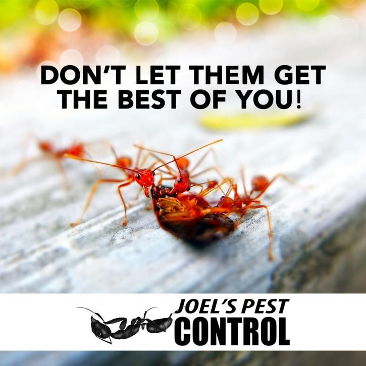Image for Joel's Pest Control with ID of: 4276779