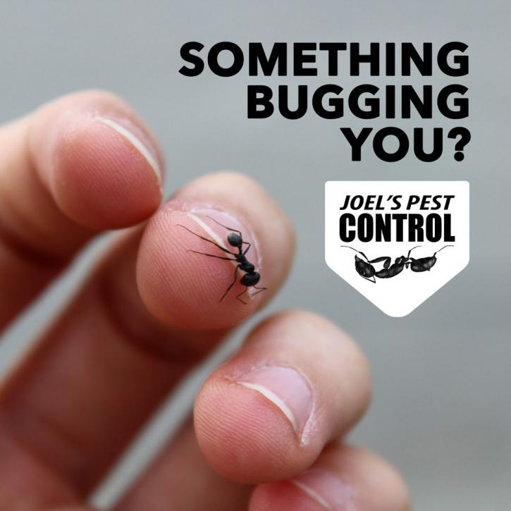 Image for Joel's Pest Control with ID of: 4276780