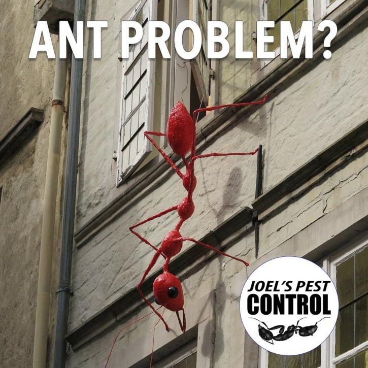 Image for Joel's Pest Control with ID of: 4276782