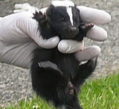 Image for Summit wildlife solutions with ID of: 4280701