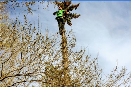 Image for Hang Loose Yard & Tree Service with ID of: 4284346