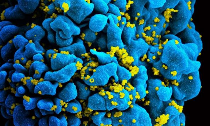 Image for Antibody-Fluorophore Probes with ID of: 4285818