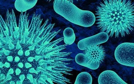 Image for mycotoxin ELISA with ID of: 4285879