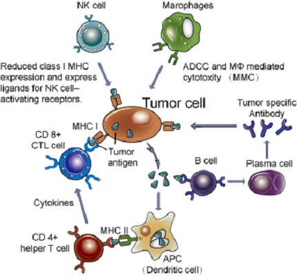 Image for anti cancer immunity with ID of: 4294939
