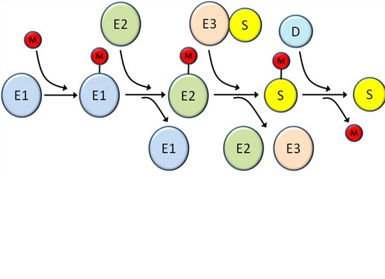 Image for ubiquitin like modifiers with ID of: 4294945