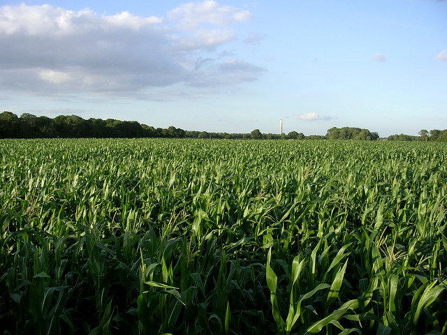 Image for Genetically Modified Crops Market Size And Forecast Edited By Leading Research Firm with ID of: 4295438