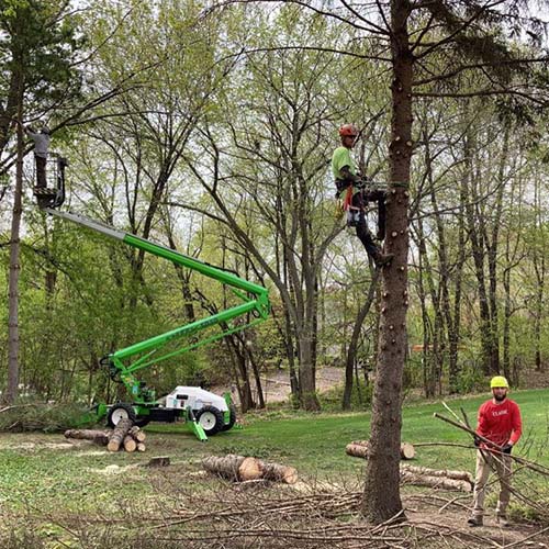 Image for Picture Perfect Tree and Landscaping with ID of: 4300687