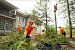 Image for Maier Tree & Lawn with ID of: 4303589