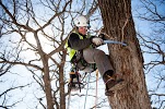 Image for Maier Tree & Lawn with ID of: 4303591