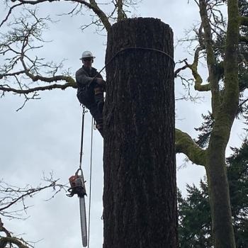Image for Dawkins Tree Care with ID of: 4318891